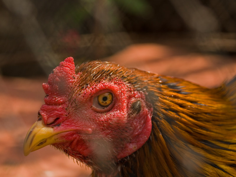 Luang Prabang, Cock